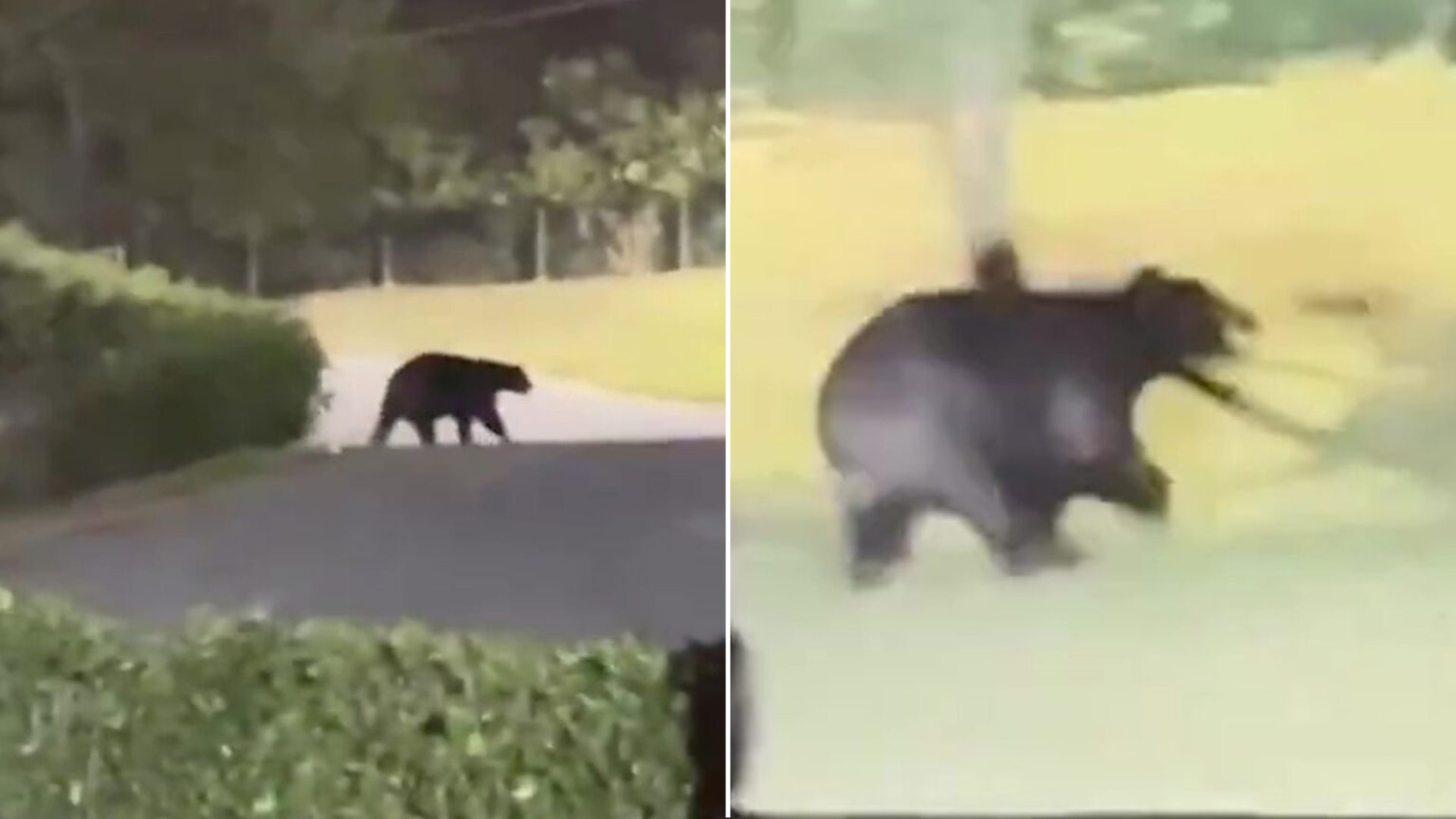 Terrifying moment monstrous bear invades Premier League winner’s garden as shocked family watch on