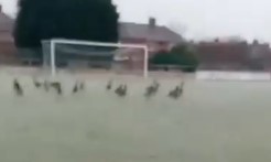 Non-league clash postponed after pitch left covered in GOOSE POO as war of words erupts between clubs