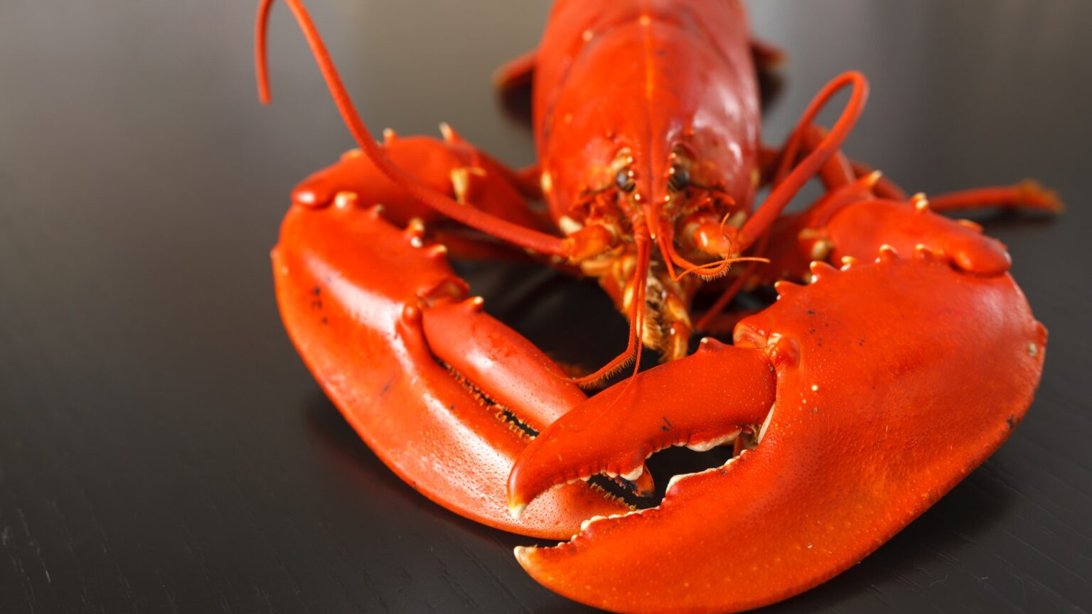 Lobster added to injury time at Premier League game when it put waitress in hospital