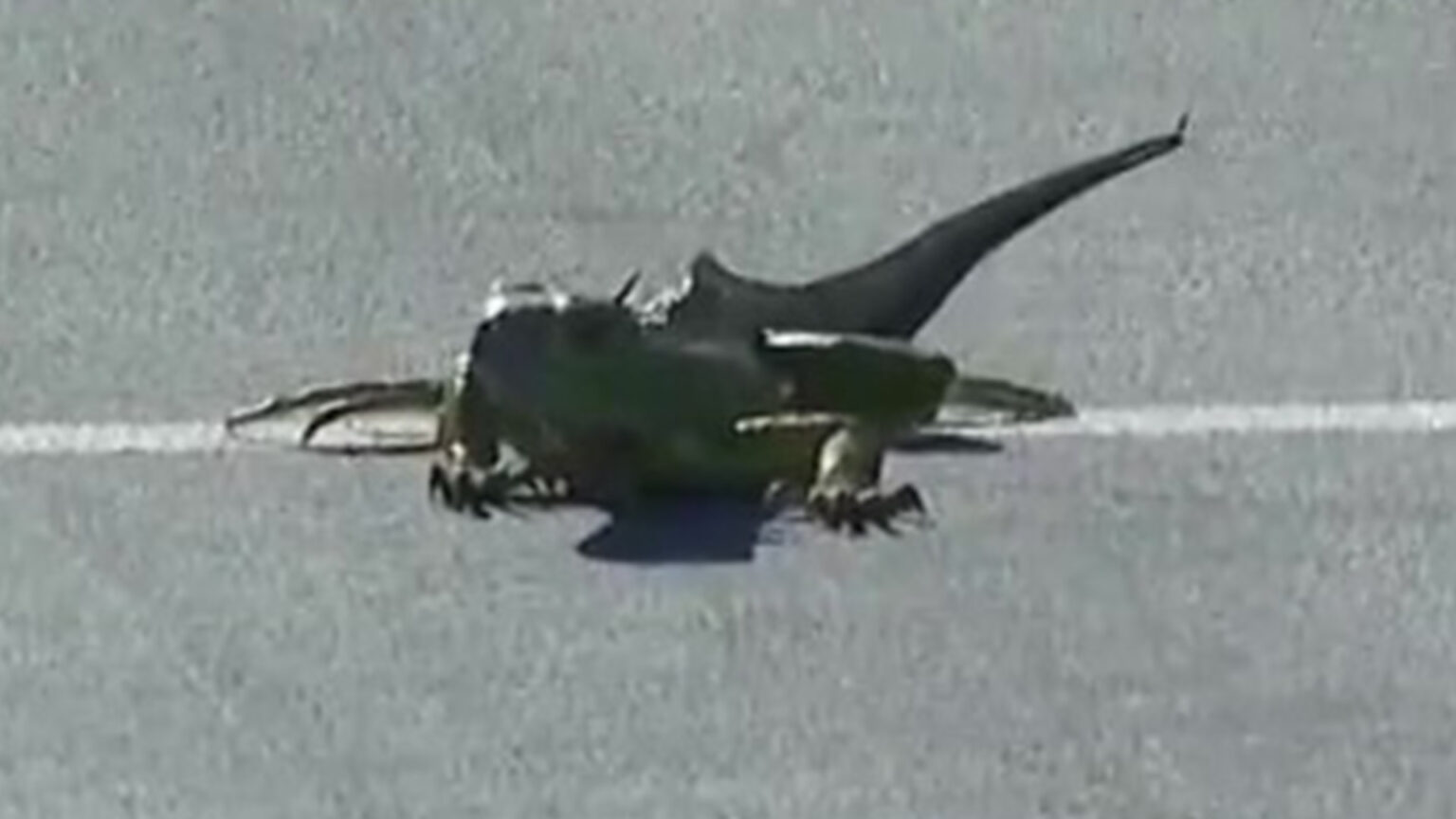 ‘Only in Florida’ – Moment iguana casually crawls onto tennis court before worker is forced to shoo it away