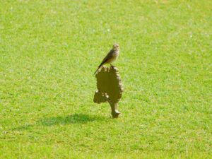 Finca Cortesin Resort showcases new ground-breaking Golf & Birds study