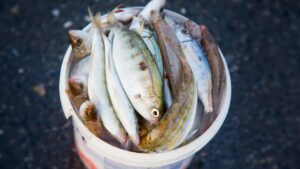 Fan swaps five kilos of semi-dried fish worth hundreds for ticket to watch Tottenham in Europa League semi-final
