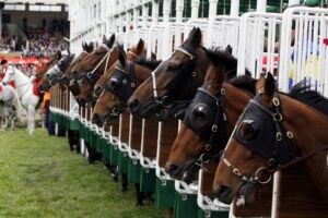 Horse Racing Betting Trends: What Bettors Need to Know in 2025