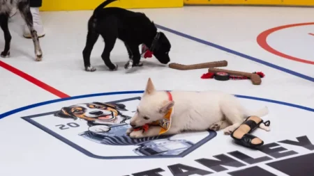 Where to watch Stanley Pup 2025: Time, channel, live stream for NHL rescue dog competition show