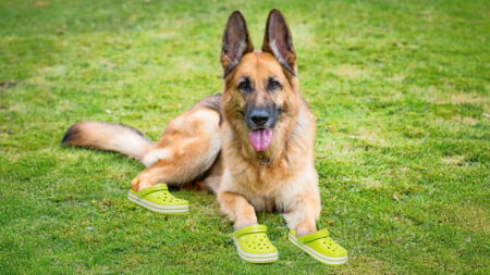 Sniffer dogs at Club World Cup wearing CROCS to protect their paws from boiling pavements amid ‘code red’ health warning