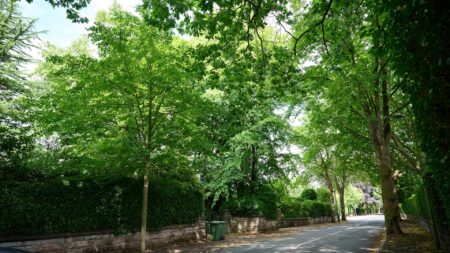 Ex-Premier League manager wins bitter battle with neighbours over 7 ‘nuisance’ trees full of squawking magpies