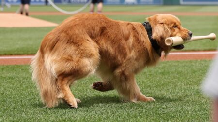 Nationals’ bat-retrieving dog Bruce laps up pregame attention, makes MLB debut