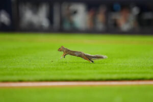 Squirrel briefly stops Yankees-Red Sox rivalry game after running onto the field at Yankee Stadium