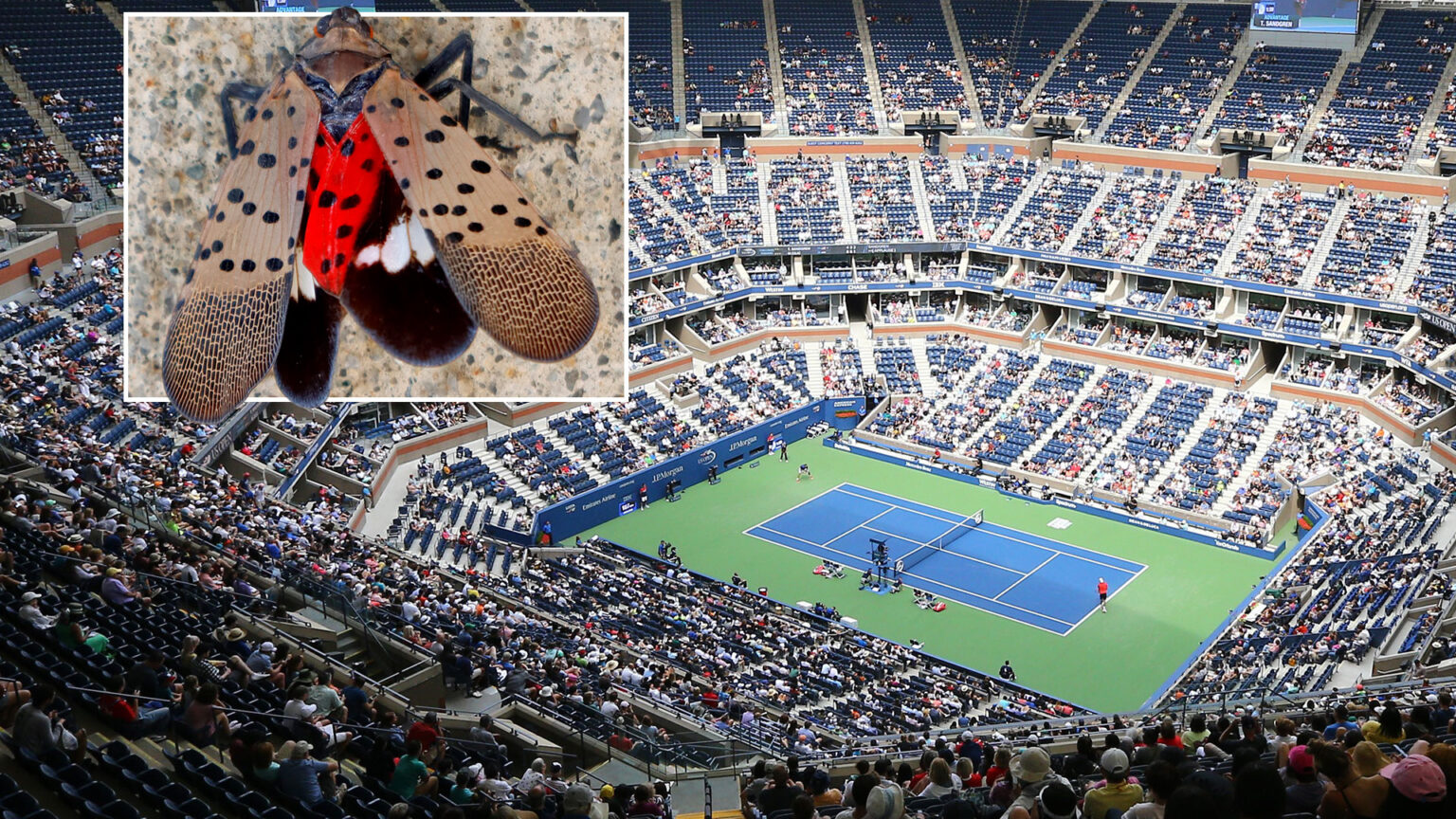 US Open set to be terrorised by sex-crazed invasive BUGS as fans are warned to alert the authorities