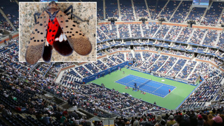 US Open set to be terrorised by sex-crazed invasive BUGS as fans are warned to alert the authorities