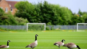 Non-league clash postponed as ‘large quantities of GOOSE POO’ renders pitch unplayable
