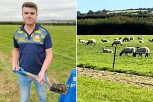 Football match postponed as 200 SHEEP invade pitch overnight and poo everywhere