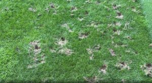 Football pitch unrecognisable after it is destroyed by RATS as World Cup tie faces being moved due to rodent infestation