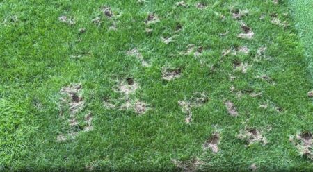 Football pitch unrecognisable after it is destroyed by RATS as World Cup tie faces being moved due to rodent infestation