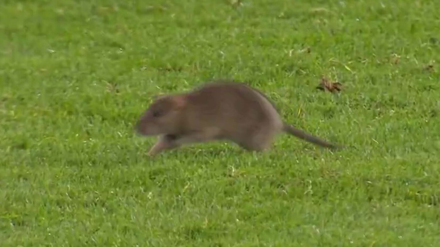 Wales vs Belgium clash STOPPED after rat invades stadium before bemused Tottenham star chases it off the pitch
