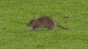 Wales vs Belgium clash STOPPED after rat invades stadium before bemused Tottenham star chases it off the pitch