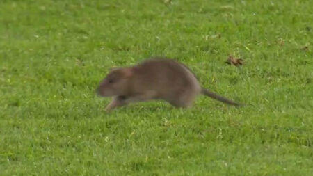 Wales vs Belgium clash STOPPED after rat invades stadium before bemused Tottenham star chases it off the pitch