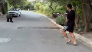 Dramatic moment World Cup winner, 30, runs away from BEAR while carrying his daughter in street