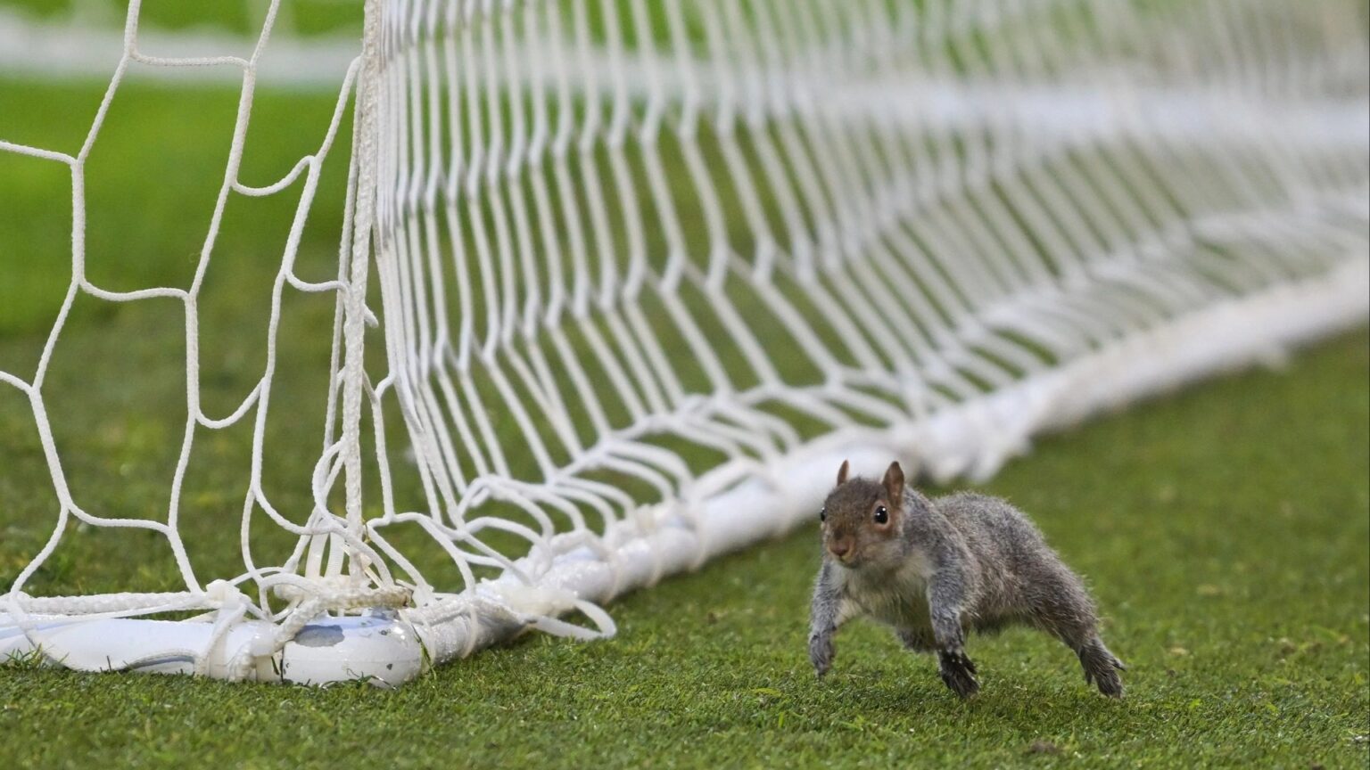 Championship clash delayed twice due to squirrel with ground staff forced to intervene