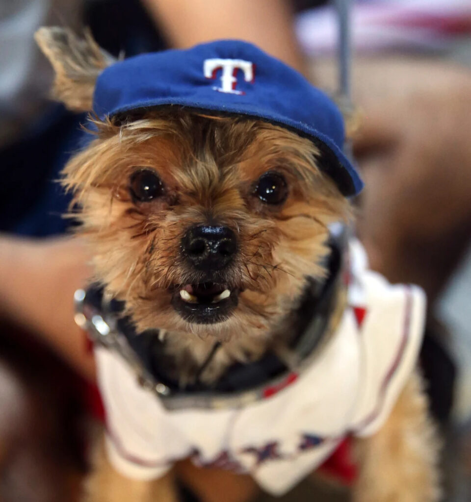 12-11 – Rangers all bite in Bark at the Park finale win over Pittsburgh