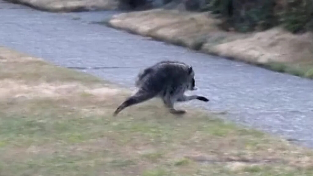Seattle Mariners to celebrate viral raccoon Jimothy at upcoming game
